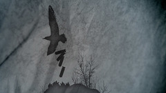 Bombs Birds silhouettes digital