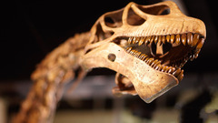 Bones fossil Tyrannosaurus Rex