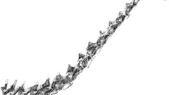 Bones natural high Resolution