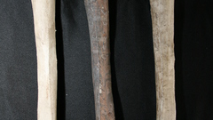 Bones tibia high shin