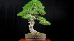 Bonsai