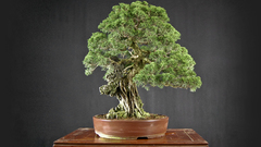 Bonsai