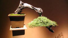 Bonsai