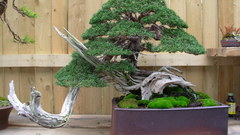 Bonsai