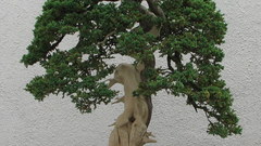 Bonsai