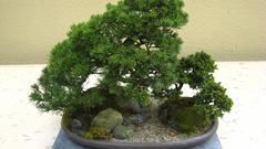 Bonsai