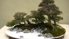 Bonsai