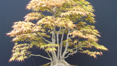 Bonsai