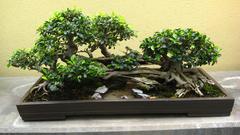 Bonsai