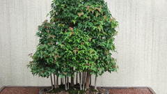 Bonsai
