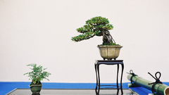 Bonsai