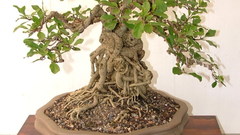 Bonsai