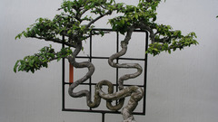 Bonsai