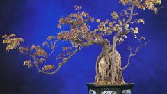 Bonsai