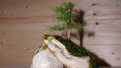 Bonsai