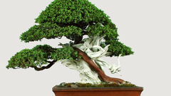 Bonsai