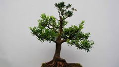Bonsai