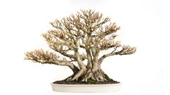 Bonsai