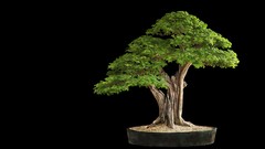 Bonsai