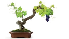 Bonsai