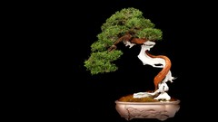 Bonsai