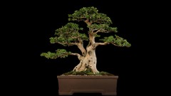 Bonsai