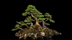Bonsai