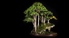 Bonsai
