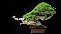 Bonsai
