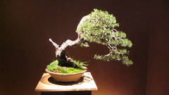 Bonsai banzai tree nature