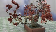 Bonsai banzai tree nature