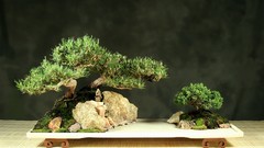 Bonsai Culture harmonic