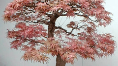 Bonsai federahorn Don Know