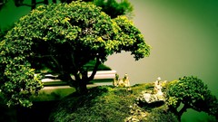 Bonsai moss Zen