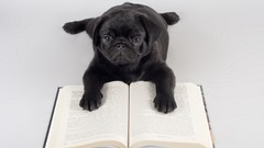 Books Dogs white background pug pets