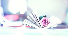 Books roses pink flowers
