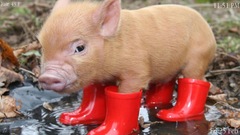 Boots red Animals pigs