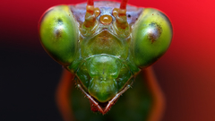 Bowowowowowo Kettles