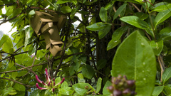 Boxman Plants danboard flower