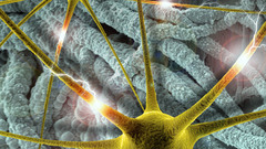 Brain synapse neurons