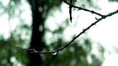 Branches