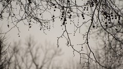 Branches