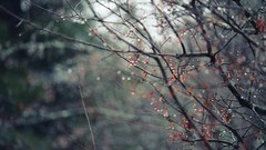 Branches Berries bokeh water drops