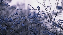 Branches Berries depth of field