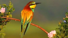 Branches Birds Bee Eaters