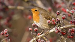 Branches Birds Berries robins