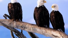 Branches Birds Eagles blue skies bald eagles