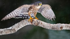 Branches Birds falcon bird