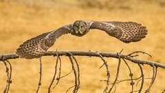 Branches Birds flying Owls