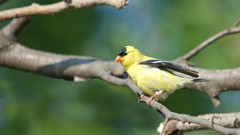 Branches Birds goldfinch
